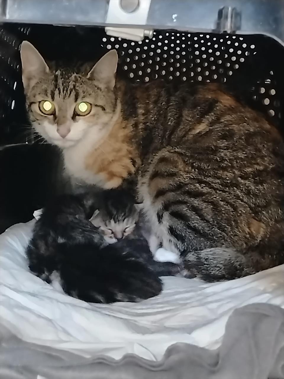 obrázek ke článku