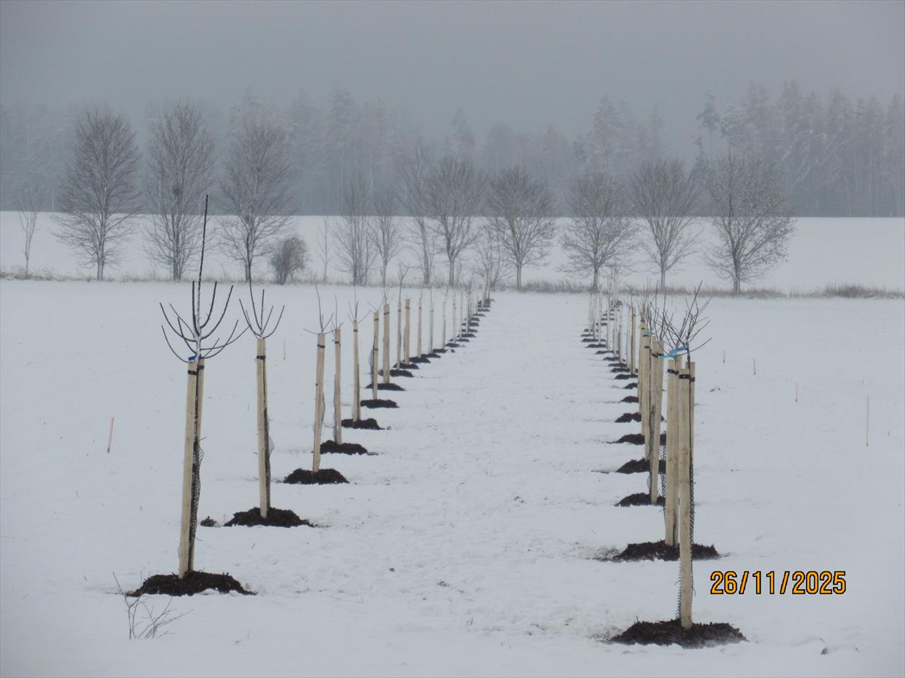 obrázek ke článku