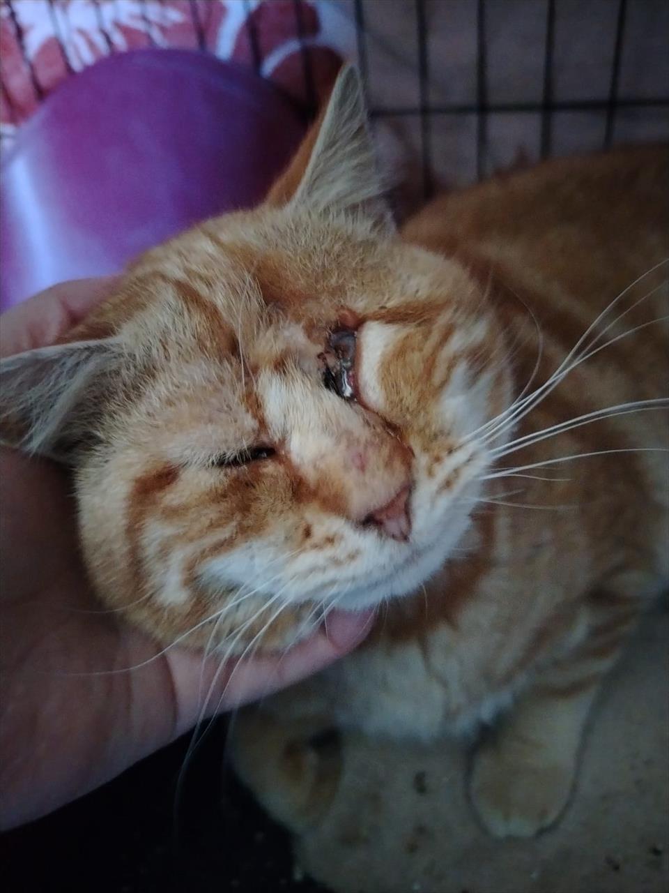 obrázek ke článku